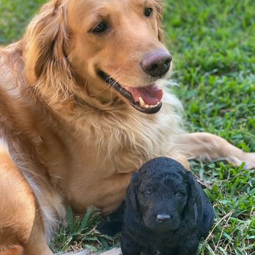 Layla at 3 weeks old with her Mom Maggie.