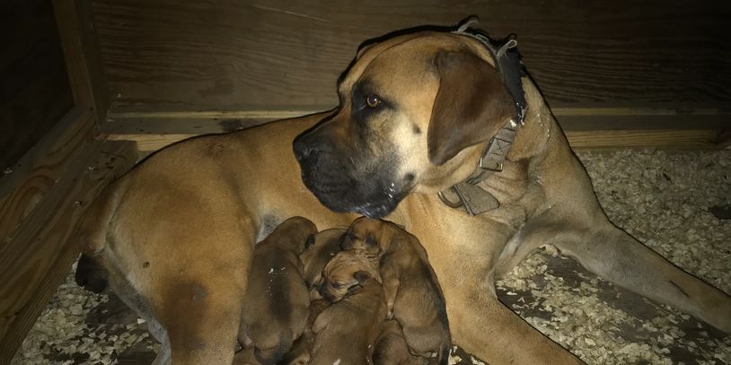 South Florida’s Kiara whelping a litter