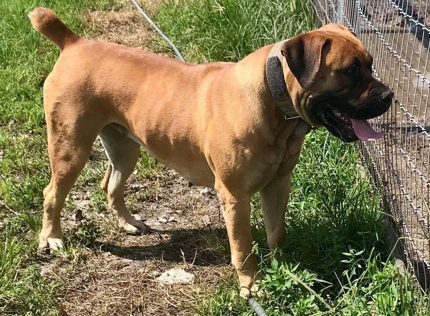 Boerboel Breeders With Boerboel Dogs Near South Beach FL South