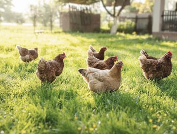 Chickens walking on grass in sunlight.