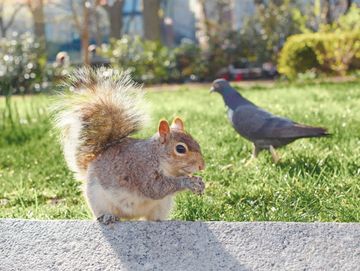 A squirrel eating with a pigeon nearby in a park.