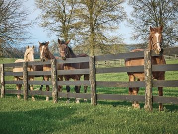 Four horses standing behind a wooden fence in a grassy field.