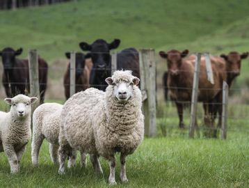 Sheep standing in the foreground with cows behind a fence.
