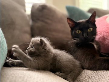 A fluffy kitten and a black cat relaxing on a couch.