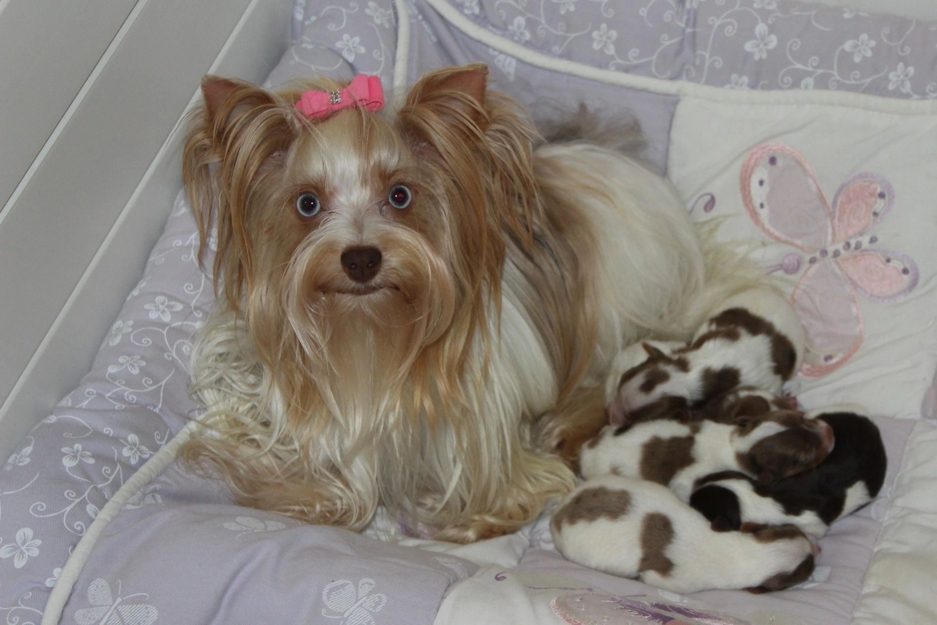 blue merle yorkie for sale