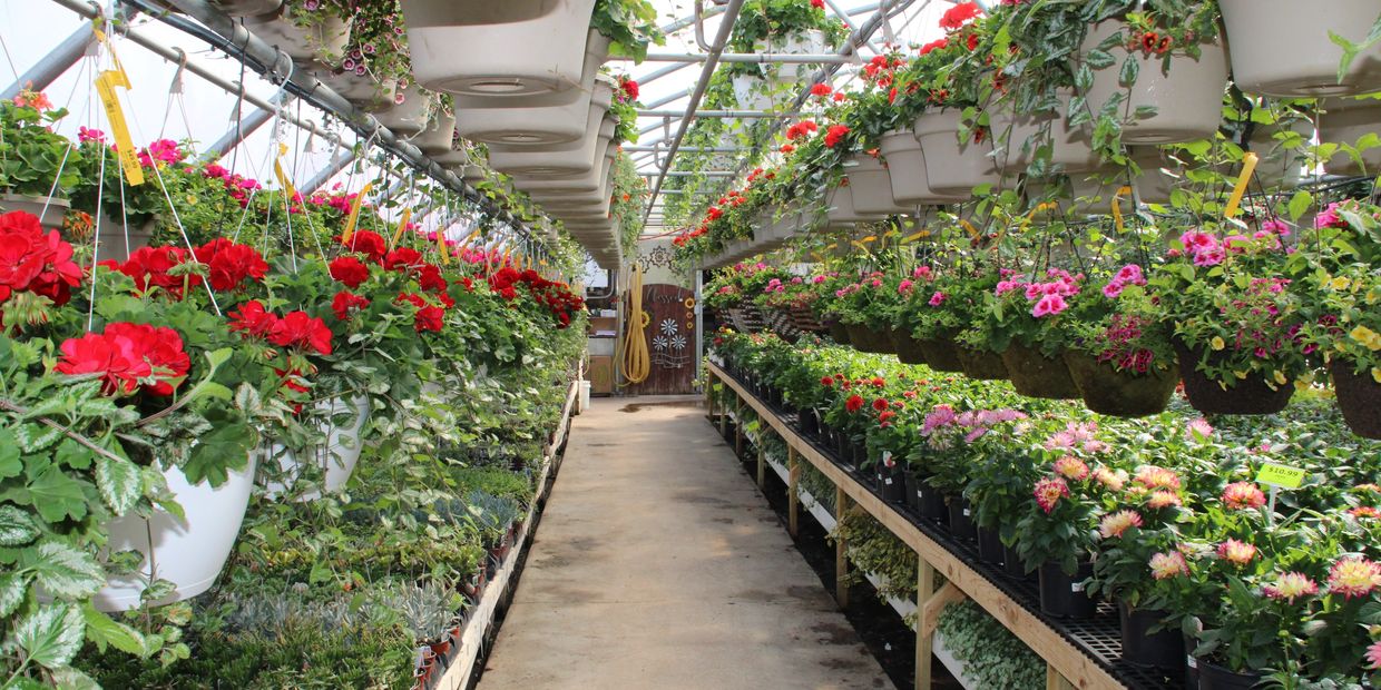 Greenhouse aisle with hanging flower pots and blooming plants.