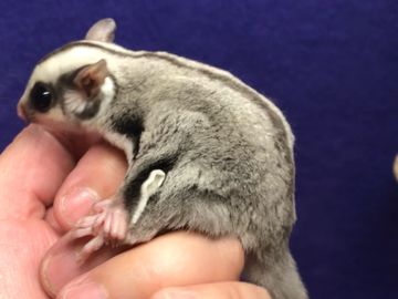 Sugar Glider Colors