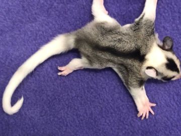 Sugar Glider Colors