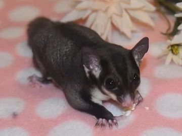 Tpm sugar best sale glider