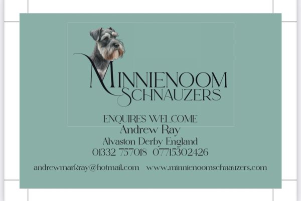 Business card for Minnienoom Schnauzers with contact details and dog illustration.