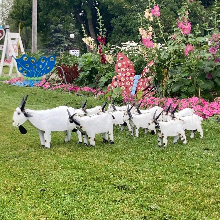 Goat Accents: Do They Have Them and Why? - Backyard Goats