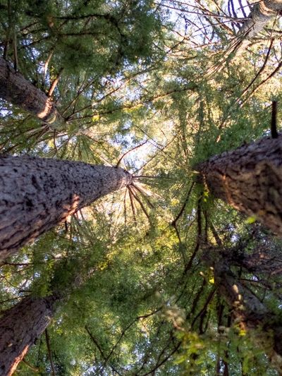Pine Trees