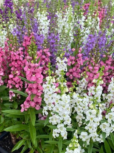 Colorful snapdragon flowers in pink, white, and purple bloom vibrantly.
