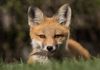 Red Fox ~ Wild