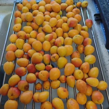 Fresh apricots 