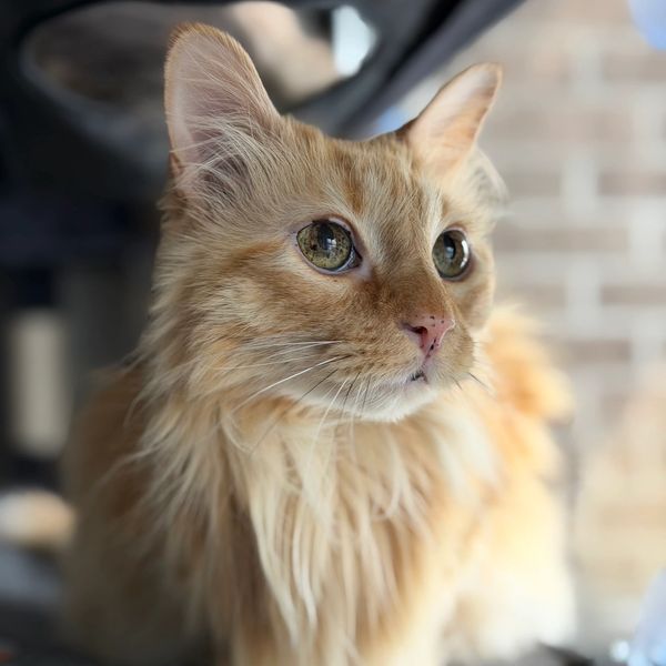Close-up of a fluffy orange cat with expressive eyes.