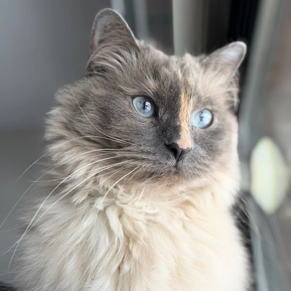 Close-up of a fluffy cat with striking blue eyes.