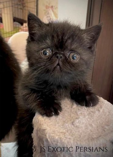 A fluffy black Persian kitten with big round eyes.
