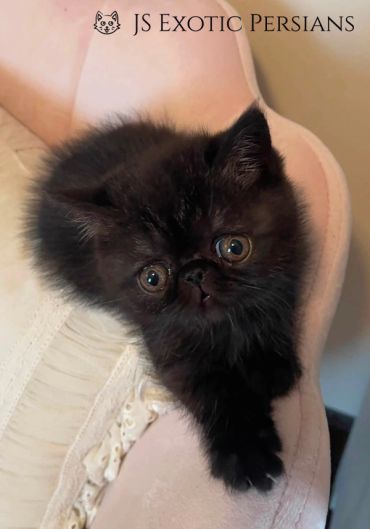 A fluffy black Persian kitten resting on a pale pink chair.
