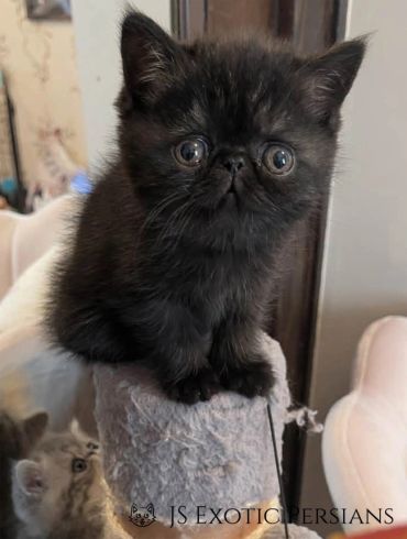 A small black Persian kitten with large eyes sitting on a scratching post.