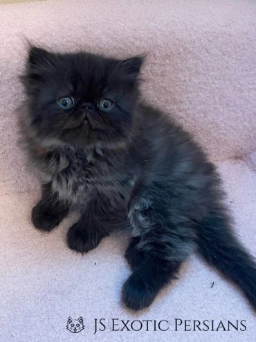 Fluffy black Persian kitten sitting on a soft surface.