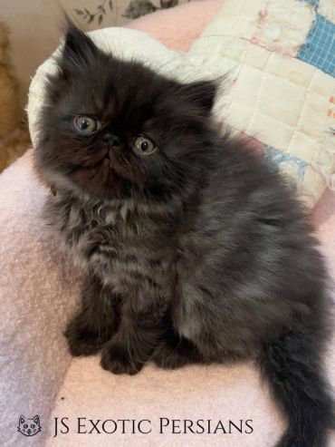 Fluffy black Persian kitten sitting on a soft blanket.
