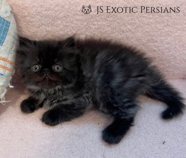 Fluffy black Persian kitten lounging on a soft surface.