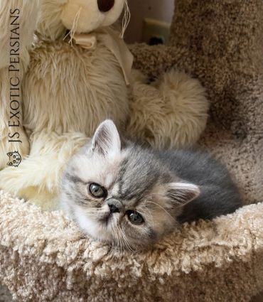 A gray Exotic Persian kitten resting on a soft beige carpeted surface.
