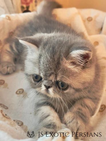 Adorable Persian kitten with large eyes resting on a soft blanket.