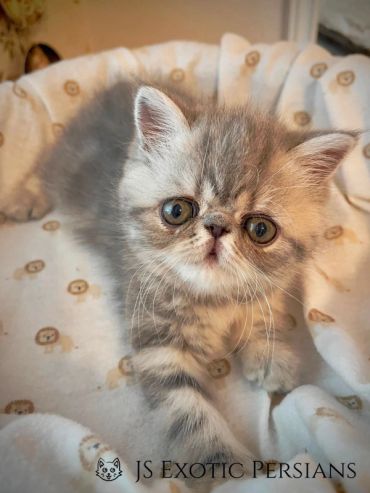 A cute Persian kitten with big eyes on a soft blanket.