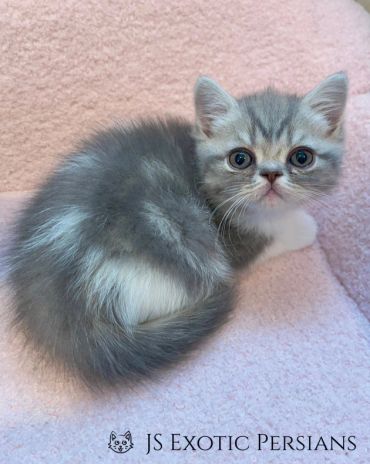 A fluffy gray and white Exotic Persian kitten on a soft pink blanket.