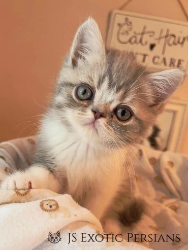 Adorable gray and white kitten with curious eyes resting on a blanket.
