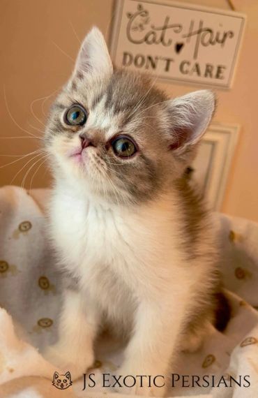 Adorable gray and white kitten with large eyes sitting on a blanket.