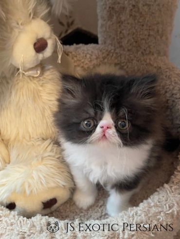 Fluffy black and white Persian kitten sitting next to a plush rabbit toy.
