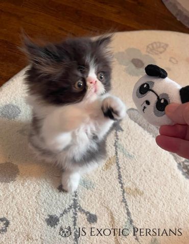 Fluffy Persian kitten reaching for a panda toy on a carpet.