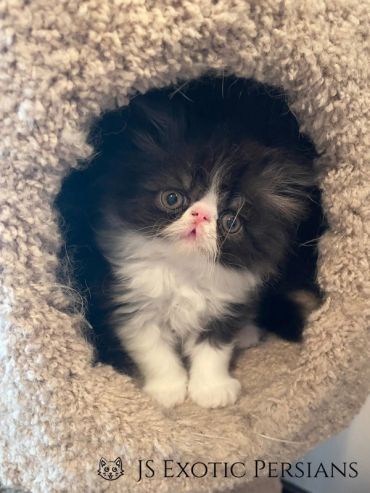 Fluffy black and white Persian kitten peeking out from a cozy cat tree.