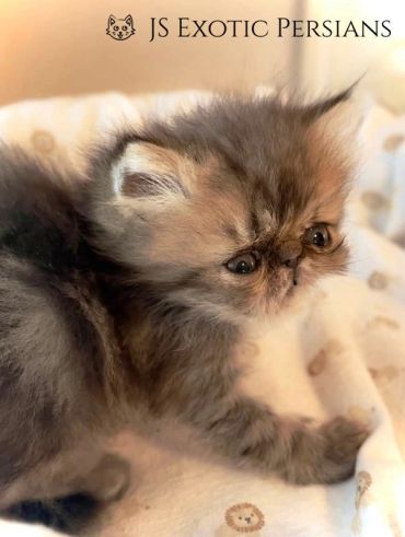 Fluffy Exotic Persian kitten with a soft, expressive face on a cozy blanket.