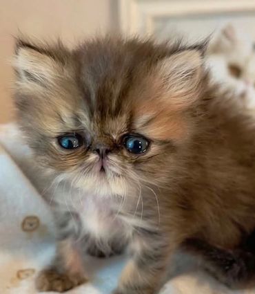 Adorable fluffy Persian kitten with big blue eyes.