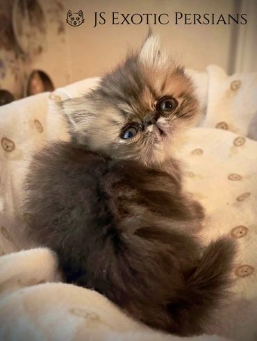 Adorable fluffy Persian kitten with big eyes resting on a cozy blanket.
