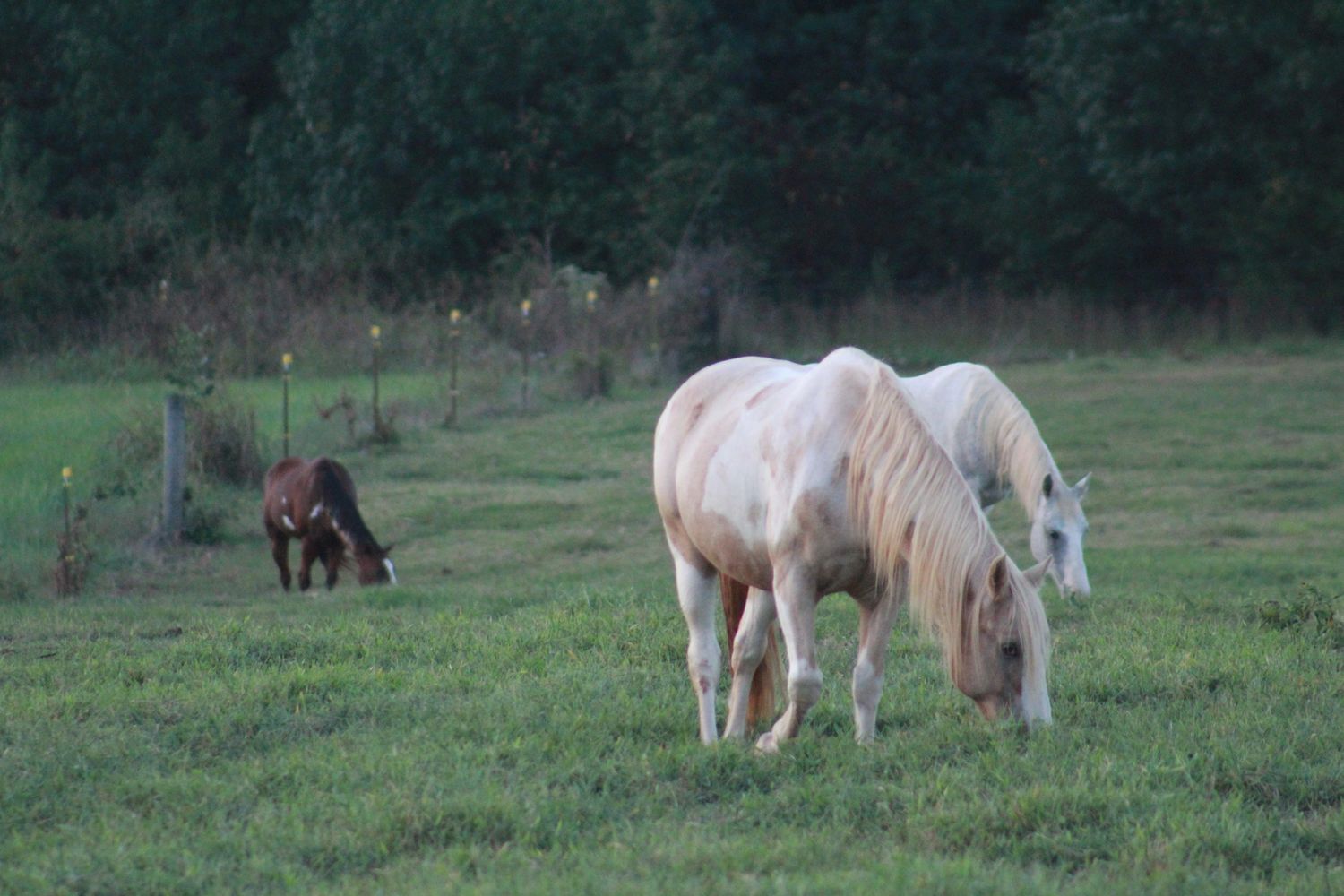 Three horses grazing in a field