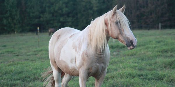 A palomino paint horse named Skye