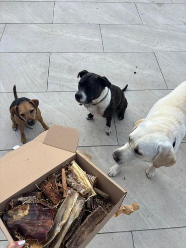 Three dogs are waiting for their treats