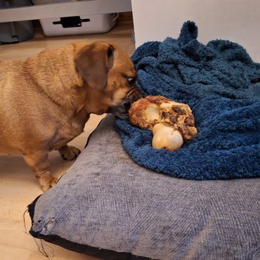 A small dog having it treat