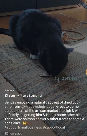 A black cat smelling carpet