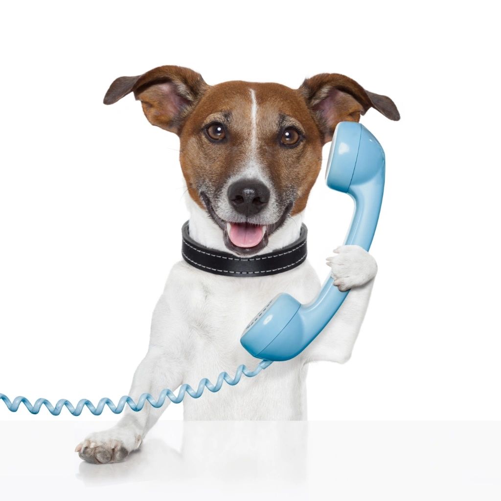 Dog speaking to the phone