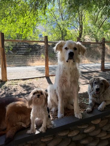 Three dogs sitting outdoors on a stone ledge.