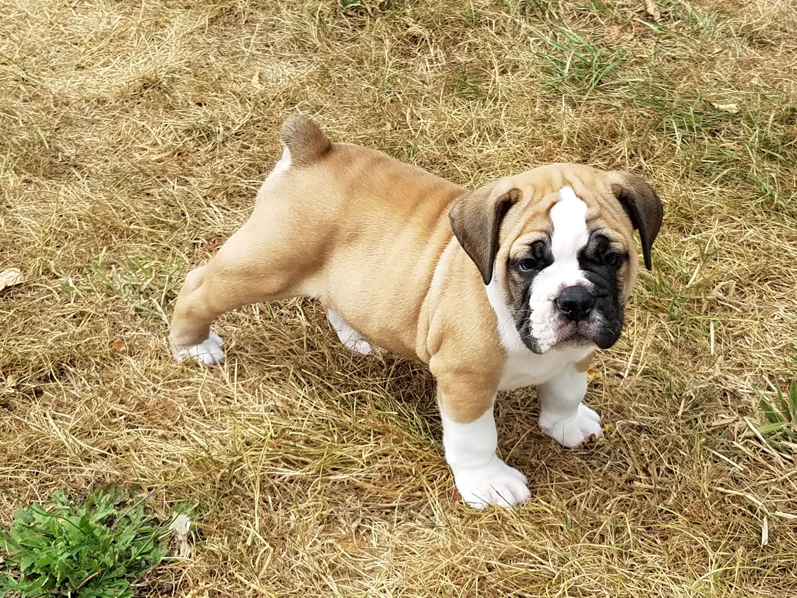 are olde english bulldogge good with other dogs