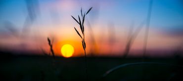 Sunset, blur, bokeh, grass, pink, moody