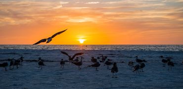 Beautiful sunset at Anna Maria Island Florida, panoramic, print, seagulls, beach,
