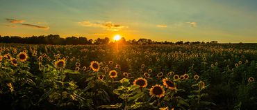 Sunflower fields in Kansas. USA,Sunset over sunflowers.